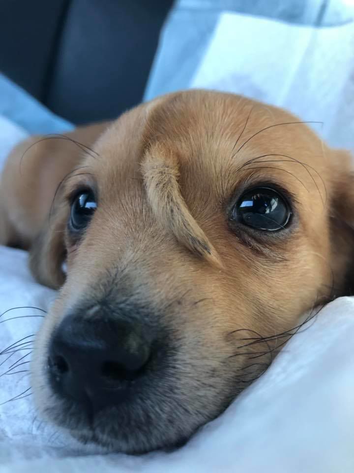 Narwhal puppy